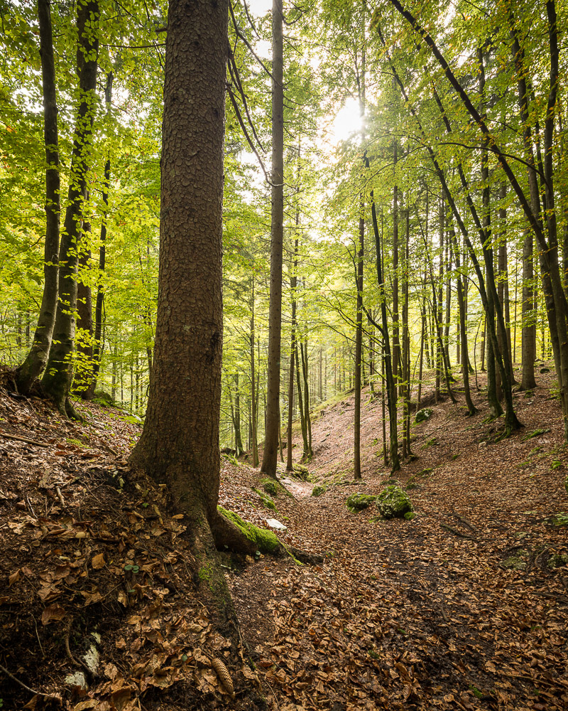 Woods near Pericnik Waterfall, Triglav National Park, Upper Carniola, Slovenia